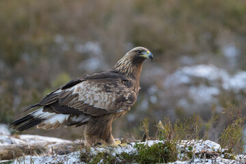 Golden eagle (Aquila chrysaetos) in late autumn, Norway