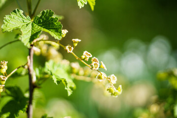 white currant flowers on a branch in the garden. close-up