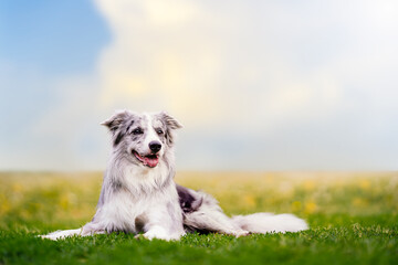 Naklejka na ściany i meble Blue marbled border collie lies in a meadow on a summer sunny day