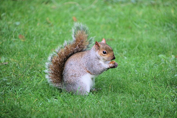 A view of a Grey Squirrel in a London Park