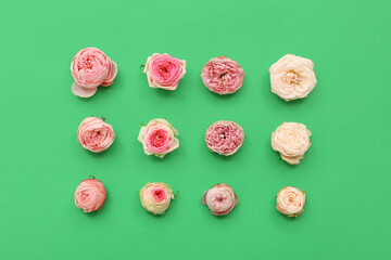 Beautiful pink roses on green background