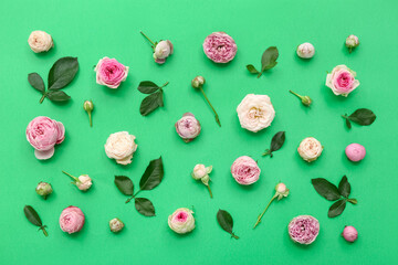 Beautiful pink roses with leaves on green background