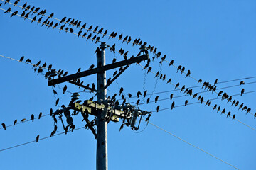 Hundreds of Blackbirds on electric/telephone lines and pole, coastal Oregon. Old school visual metaphor, “Party Line”.  “Birds of a feather flock together” is also an old English proverb