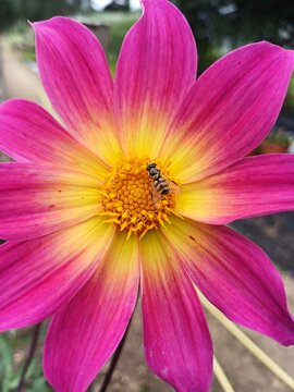 Pink dahlia with yellow centre and hoverfly