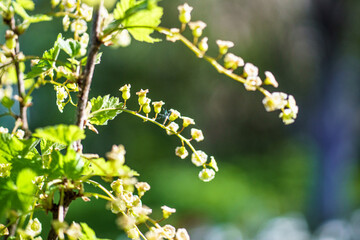White currant flowers on a branch in the garden in spring.