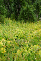 Alpine meadow and conifer forest