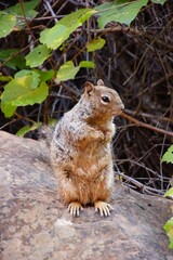 Ground squirrel