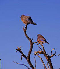 Western bluebird  mating pair
