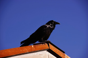 Common raven, on roof in early morning
