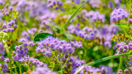 一面のフジバカマ