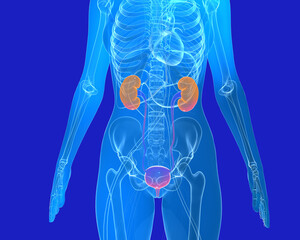 3d illustration of woman urinary system anatomy. Internal organs and skeleton. Transparent graphic image on a blue background.