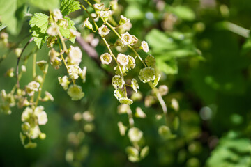 Close up of white currant flowers on a branch in the garden