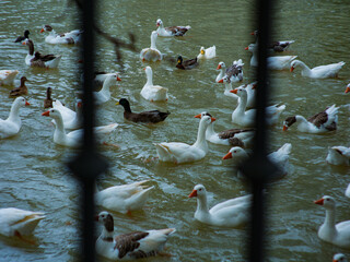 Ducks in the Tajo river in Aranjuez Madrid Spain