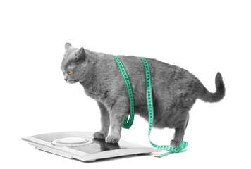 British cat stands on scales wearing a measuring tape on a white background, weight control - obrazy, fototapety, plakaty