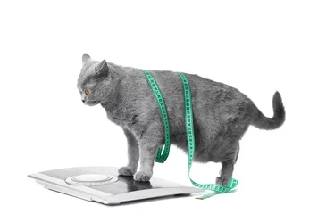 Foto op Plexiglas British cat stands on scales wearing a measuring tape on a white background, weight control © Наталья Марная