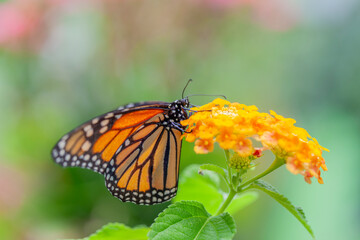 monarch butterfly on flower