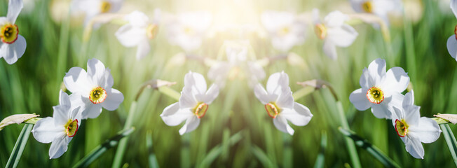 Beautiful white narcissus flowers blooming in spring garden. Spring nature background.