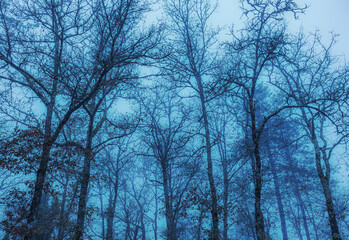 Fototapeta na wymiar Nature - moody, misty morning in the winter forest. Blue monochromatic background with leafless trees silhouettes.