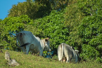 Back of cows on a hill 2