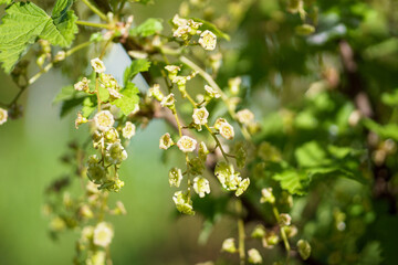 White currant flowers and buds on a branch in the garden.