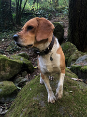 Beagle dog  in the woods