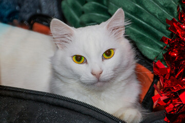 Beautiful face of a white cat next to New Year's red tinsel