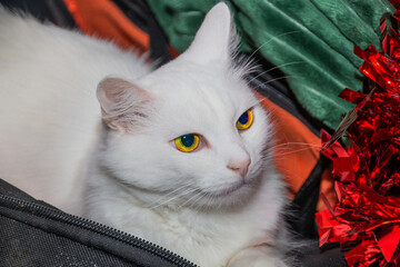 Beautiful face of a white cat next to New Year's tinsel