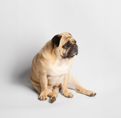 Purebred friendly funny pug sits on a white background.