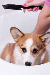 Girl bathes a small Pembroke Welsh Corgi puppy in the shower. Cute looks with his muzzle down. Happy little dog. Concept of care, animal life, health, show, dog breed
