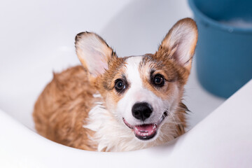 Girl bathes a small Pembroke Welsh Corgi puppy in the shower. The dog looks up and smiles. Happy little dog. Concept of care, animal life, health, show, dog breed