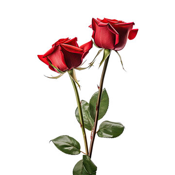 Two red roses on one stem against a transparent background