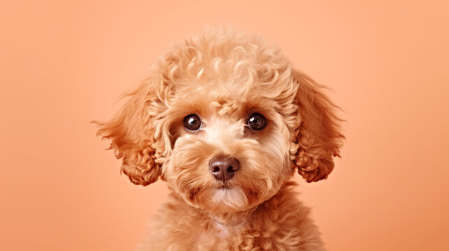 A small dog with curly hair is looking at the camera, peach fuzz, color of the year 2024, monochromatic image