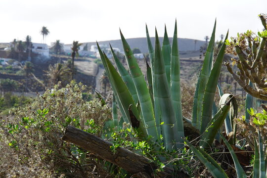 Agava plants, agava in bloom, succulent, cacti like plant, Lanzarote, Canary Islands, November 2023, valley of the thousand palm trees, haria, volcanic landscape