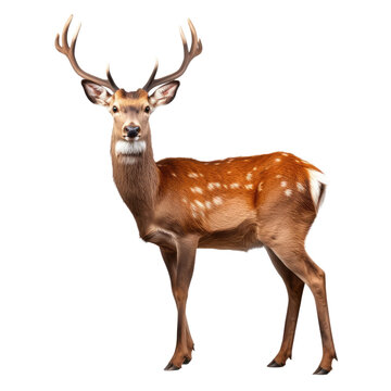 Wild deer in forest, isolated on transparent background, photographed beautifully.