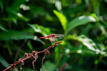 orange red dragonfly on trunk blade of grass