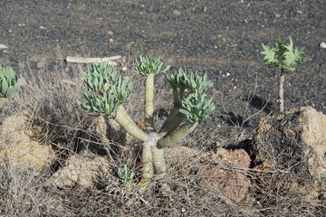 Kleinia neriifolia Haw, Tree of Baroda, succulent, cacti like plant, Lanzarote, Canary Islands, November 2023, trekking around Haria village, sony a6000