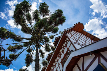 Araucaria and Swiss style house with blue sky, tree protected by environmental legislation, typical Brazilian tree