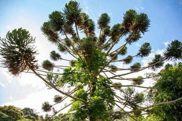 Araucaria with blue sky, tree protected by environmental law, typical tree in Brazil