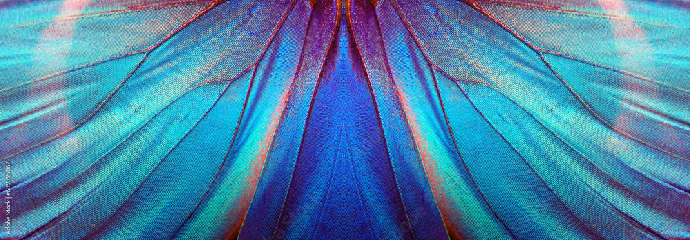 Aufkleber blue color in nature. wings of a blue tropical morpho butterfly. abstract pattern from morpho wings.