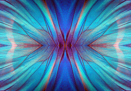 blue color in nature. wings of a blue tropical morpho butterfly. abstract pattern from morpho wings. butterfly wings texture background.   