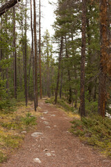 Fototapeta na wymiar Path in a forest in Canada in fall