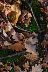 roots, green moss and fallen brown oak leaves on the forest ground