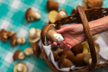 Obraz premium Female Hand Showing Freshly Picked Porcini Mushrooms From Basket on Kitchen Table Full Frame Close Up