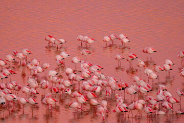 A herd of pink James Flamingos feeding at pink Laguna Colorada, Lagunas Route, Bolivia