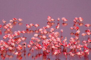 A herd of pink James Flamingos feeding at pink Laguna Colorada, Lagunas Route, Bolivia. Reflections...