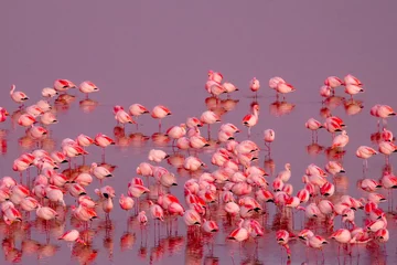 Foto op Canvas A herd of pink James Flamingos feeding at pink Laguna Colorada, Lagunas Route, Bolivia. Reflections on the water © Fearless on 4 Wheels