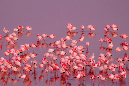 A herd of pink James Flamingos feeding at pink Laguna Colorada, Lagunas Route, Bolivia. Reflections on the water