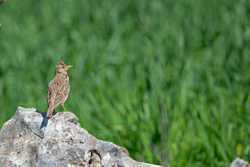 Crested Lark (Galerida cristata) on a rock. Green, blurred background.