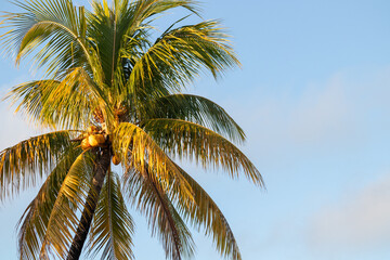 Fototapeta na wymiar Palm tree against a blue sky background