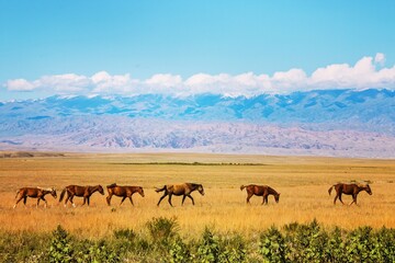 Fototapeta na wymiar Horses of Kazakhstan
